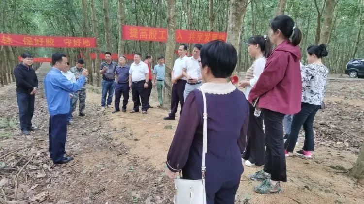 全國割膠冠軍張健給各單位學(xué)員做標準化膠園建設(shè)及割膠技術(shù)的經(jīng)驗介紹。.jpg